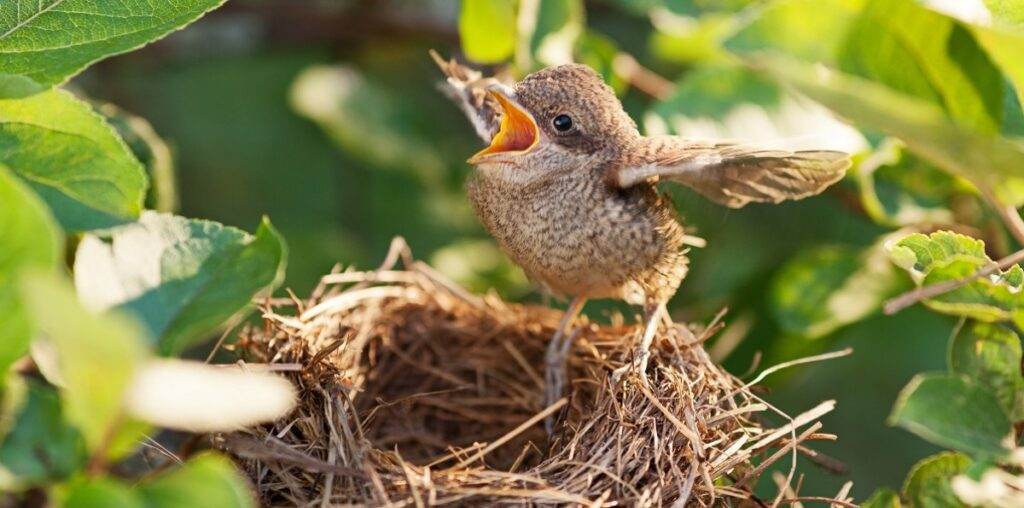 Empty Nest